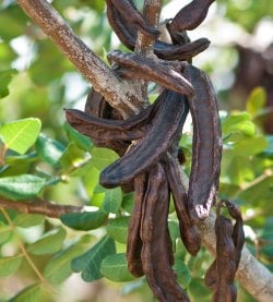Nutta Butta Peanut Butter and Carob Cookie