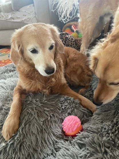 Squeaky Cupcake Dog Toy