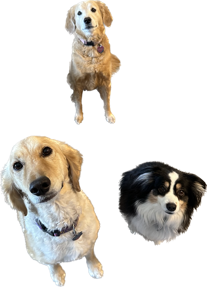 Pawsitive Rewards