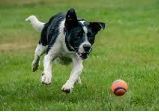 Dog Tennis Balls Set