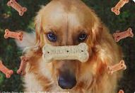 Nutta Buttas Biscuits